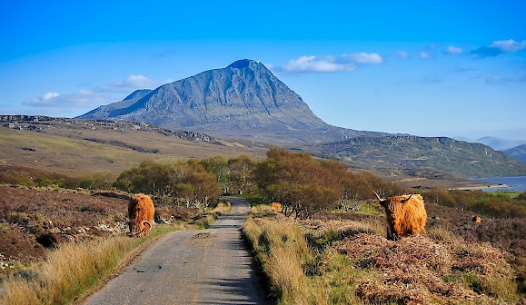 Sutherland - Highland cows - Wendy Sutherland