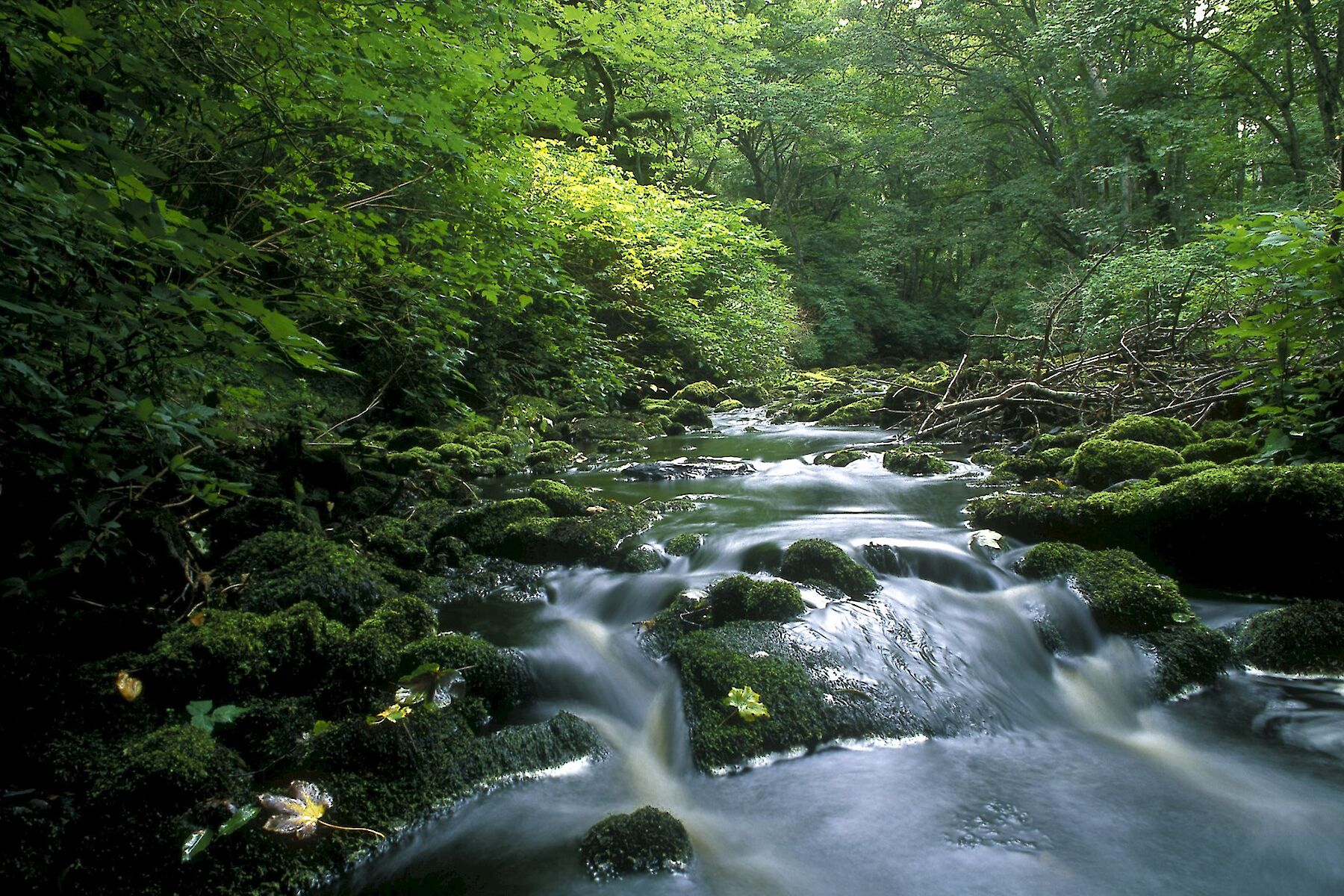 Latheronwheel woods - Caithness Biodiversity