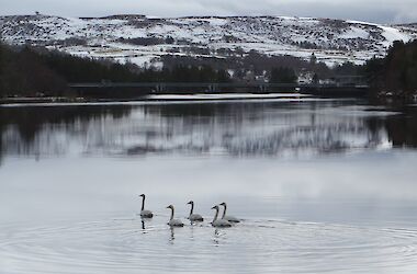 Lairg