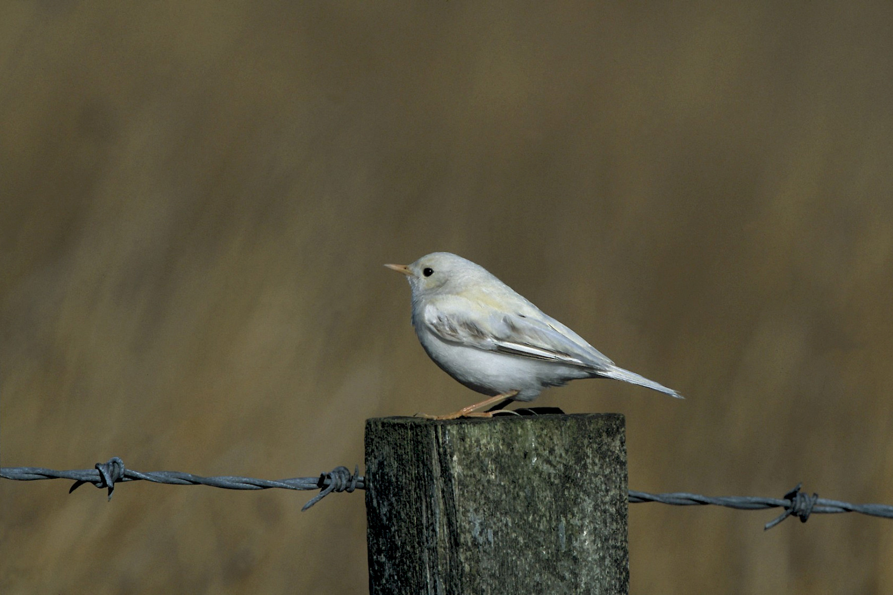 Albino Meadow pipit - Caithness Biodiversity