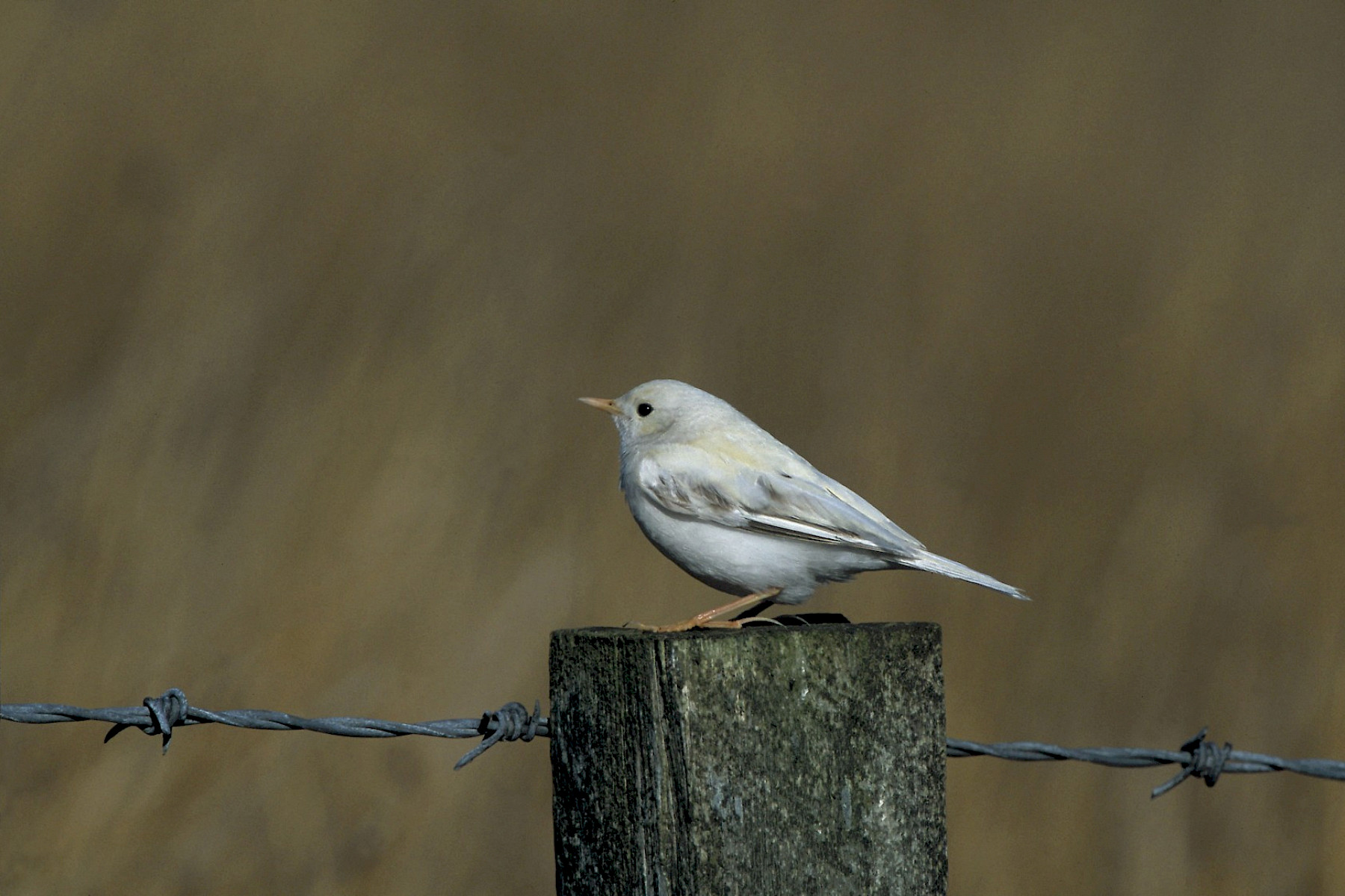 Albino Meadow pipit - Caithness Biodiversity