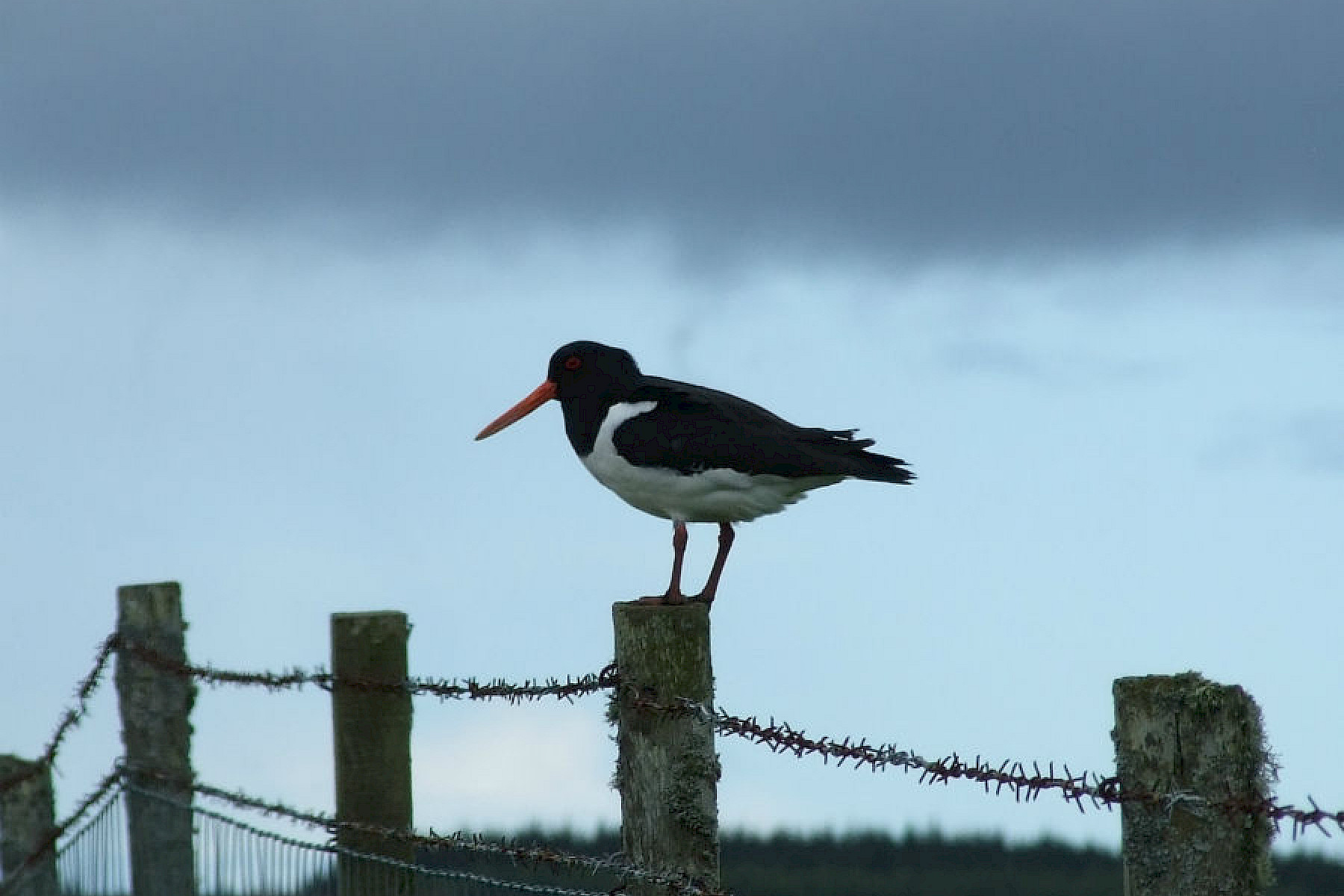Oyster Catcher - Catherine Macleod