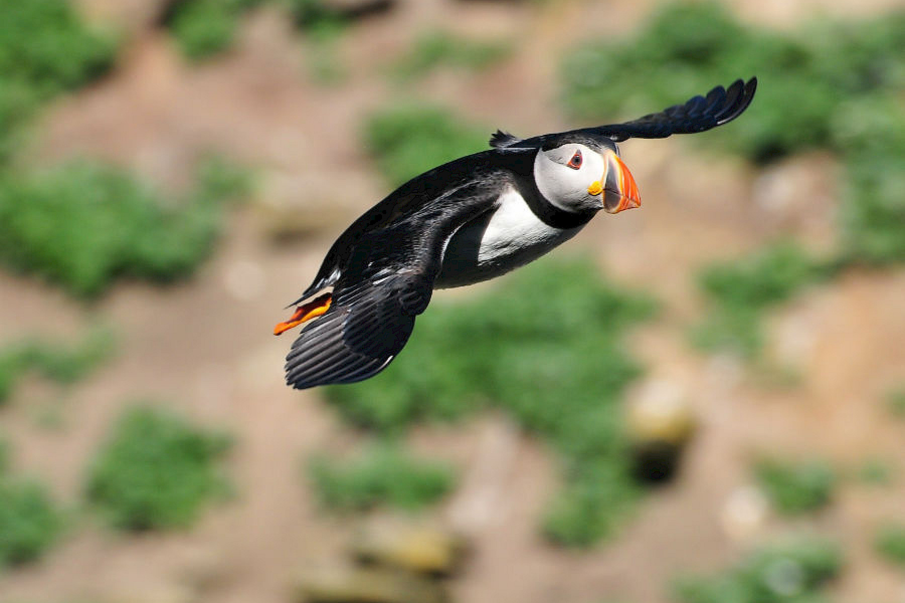 Puffin - Wendy Sutherland