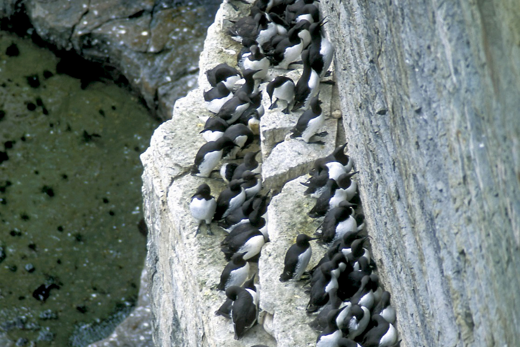 Guillemots - Caithness Biodiversity