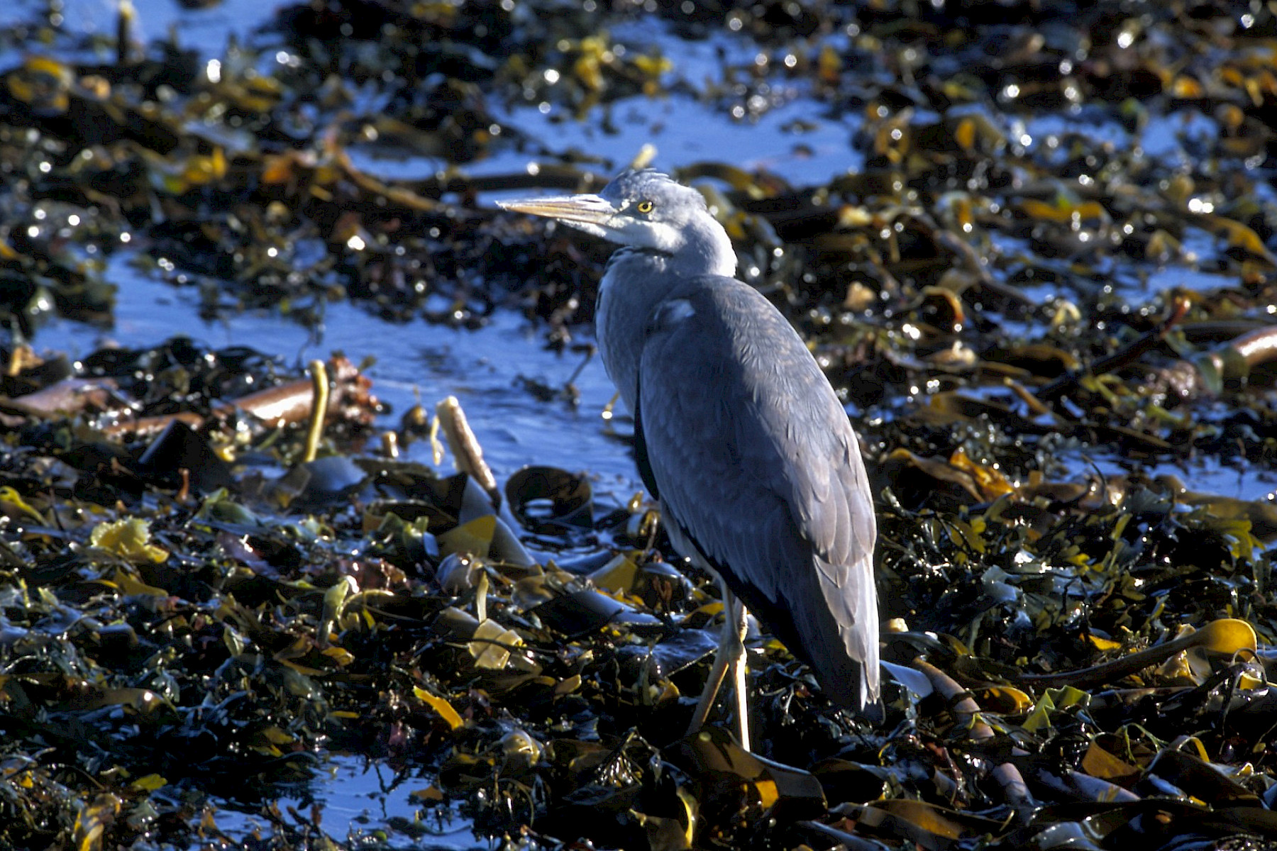 Heron - Caithness Biodiversity