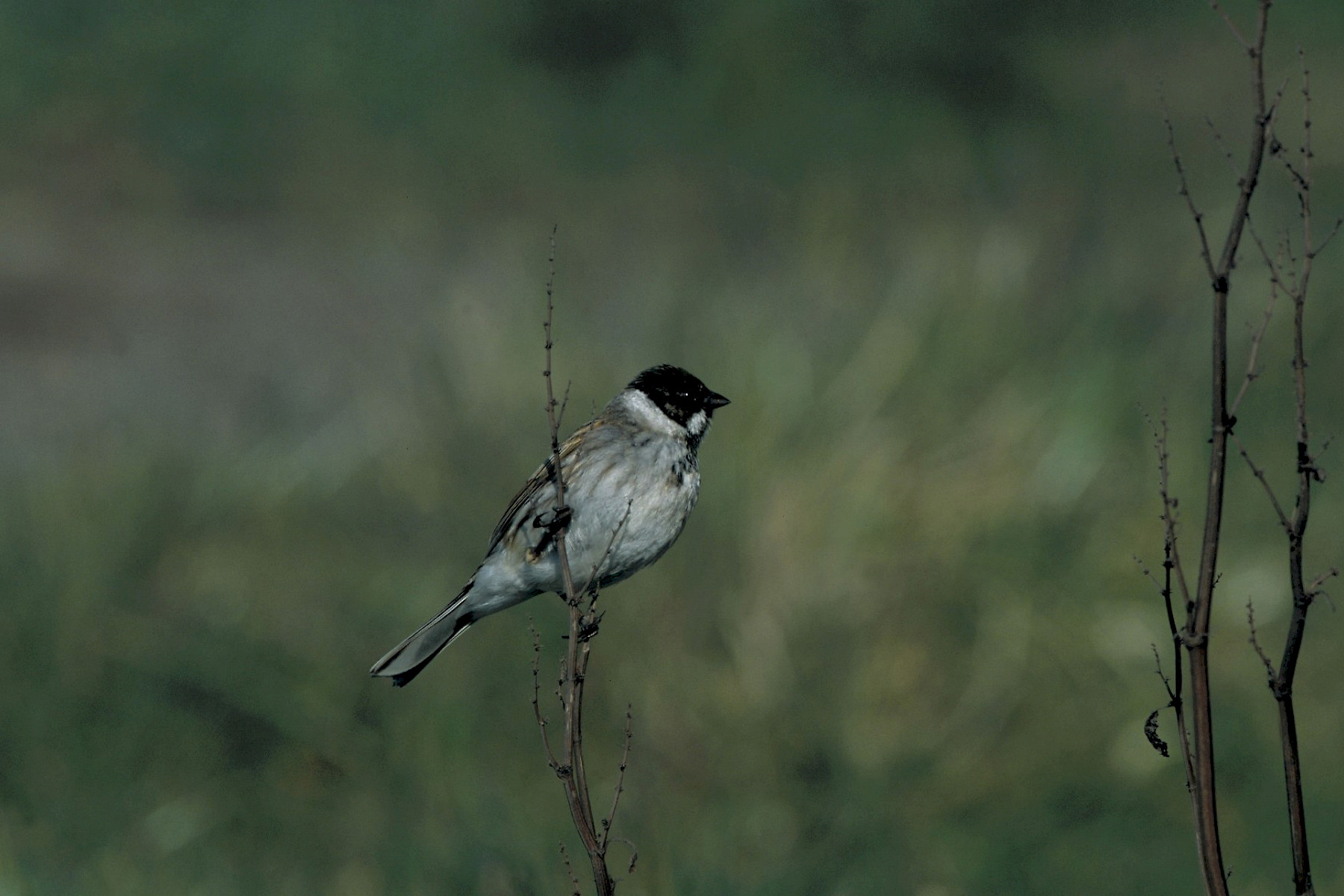 Reed Bunting - Caithness Biodiversity