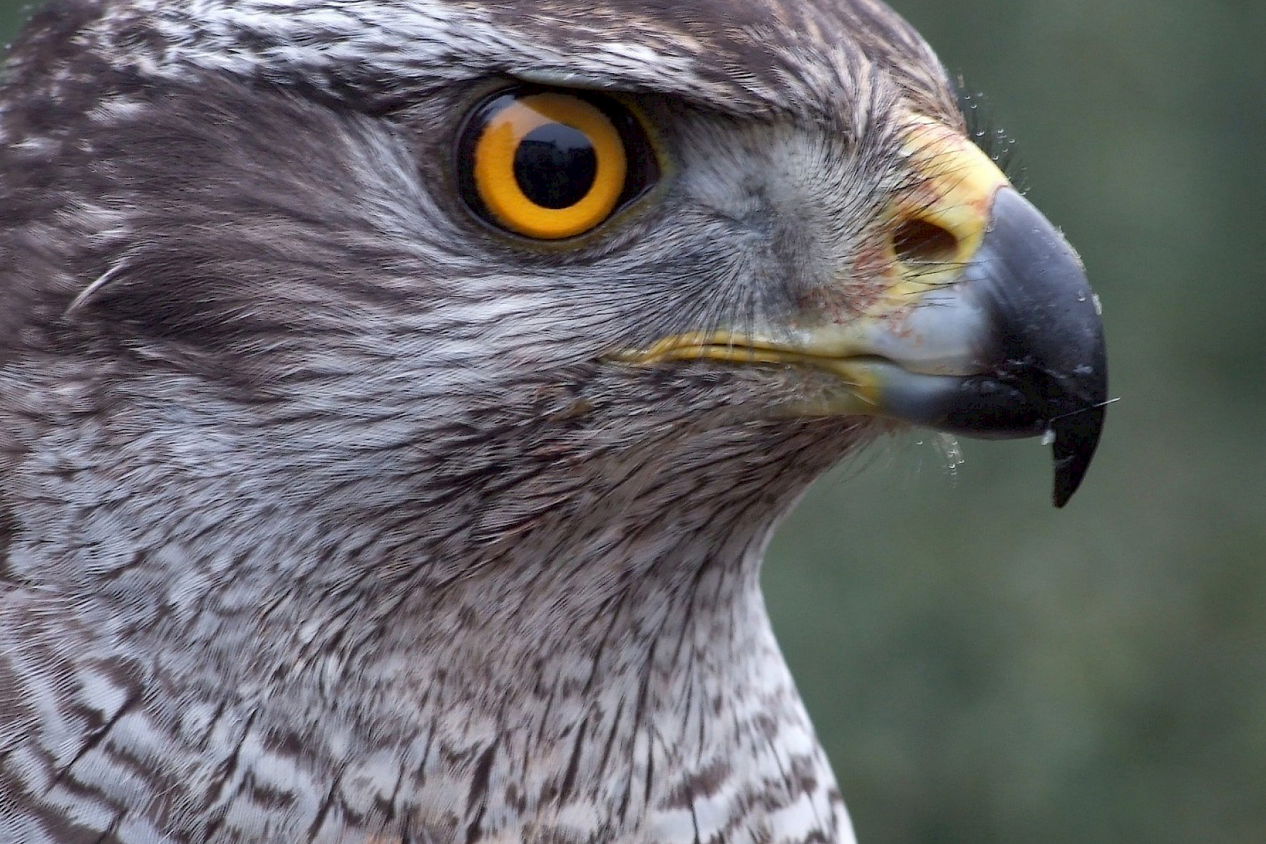 Goshawk - Catherine MacLeod