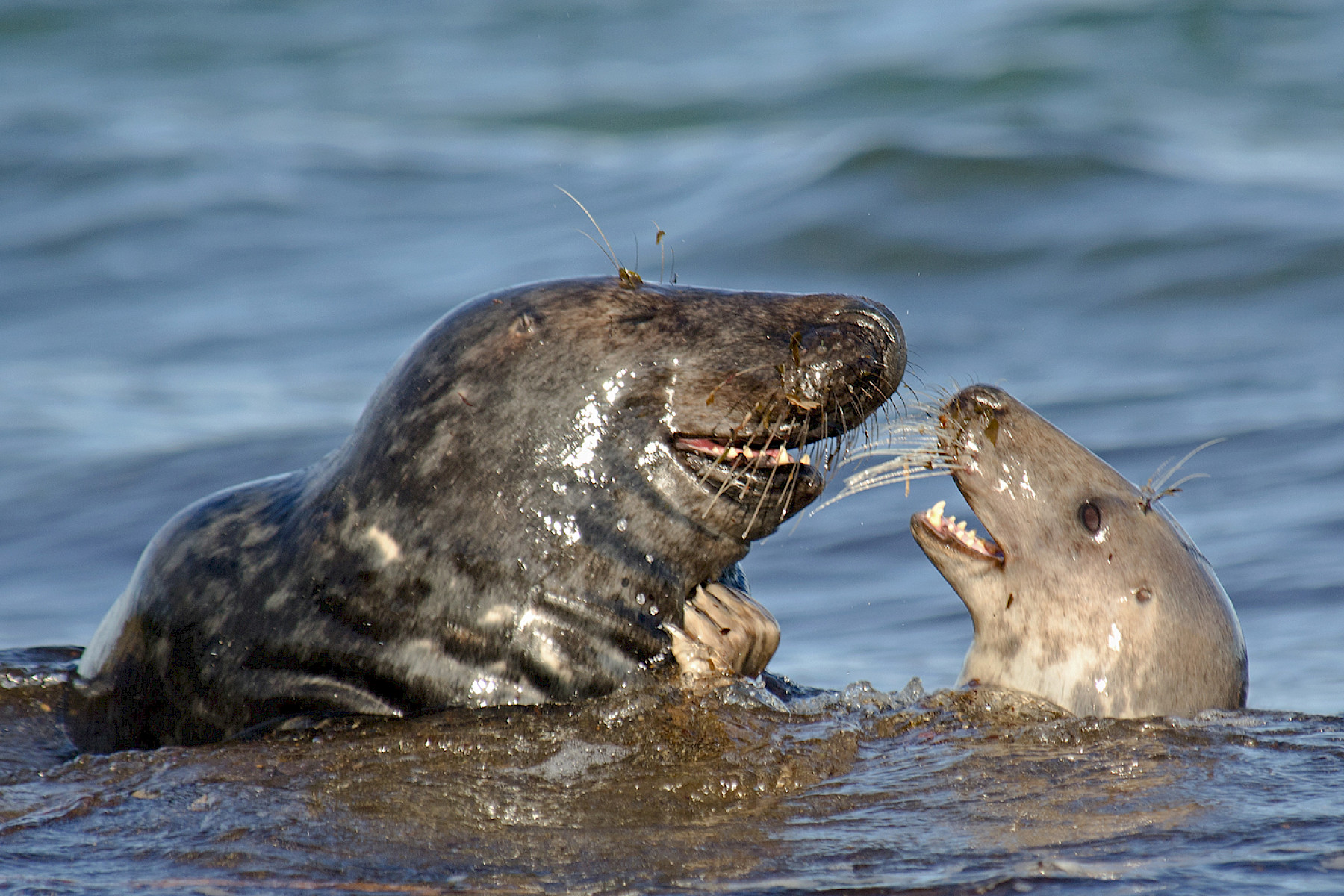 Seals - Ken Crossan