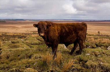 Cairn Hill Agriculture