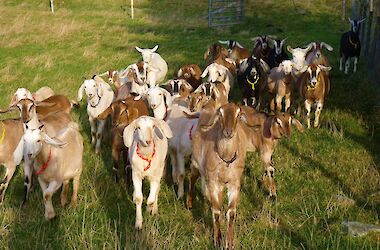 Jumping Goats Dairy