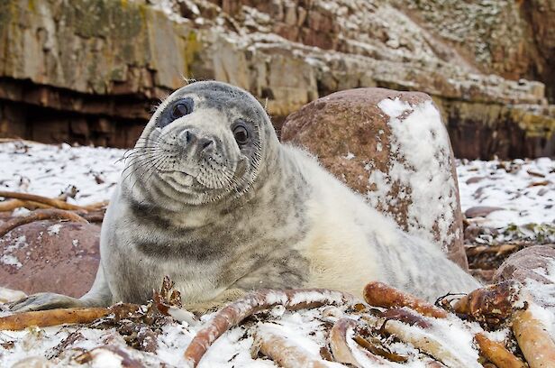 Grey Seal Year of Coasts and Waters
