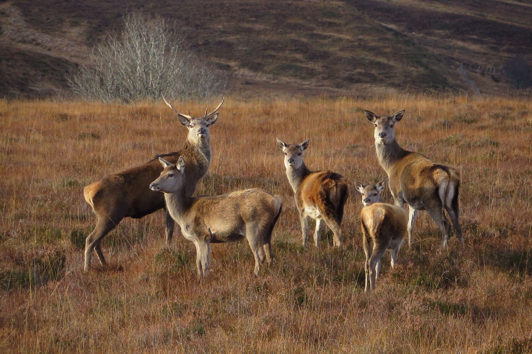 Rosehall image: Small herd of red deer look at photographer on rough tufted ground