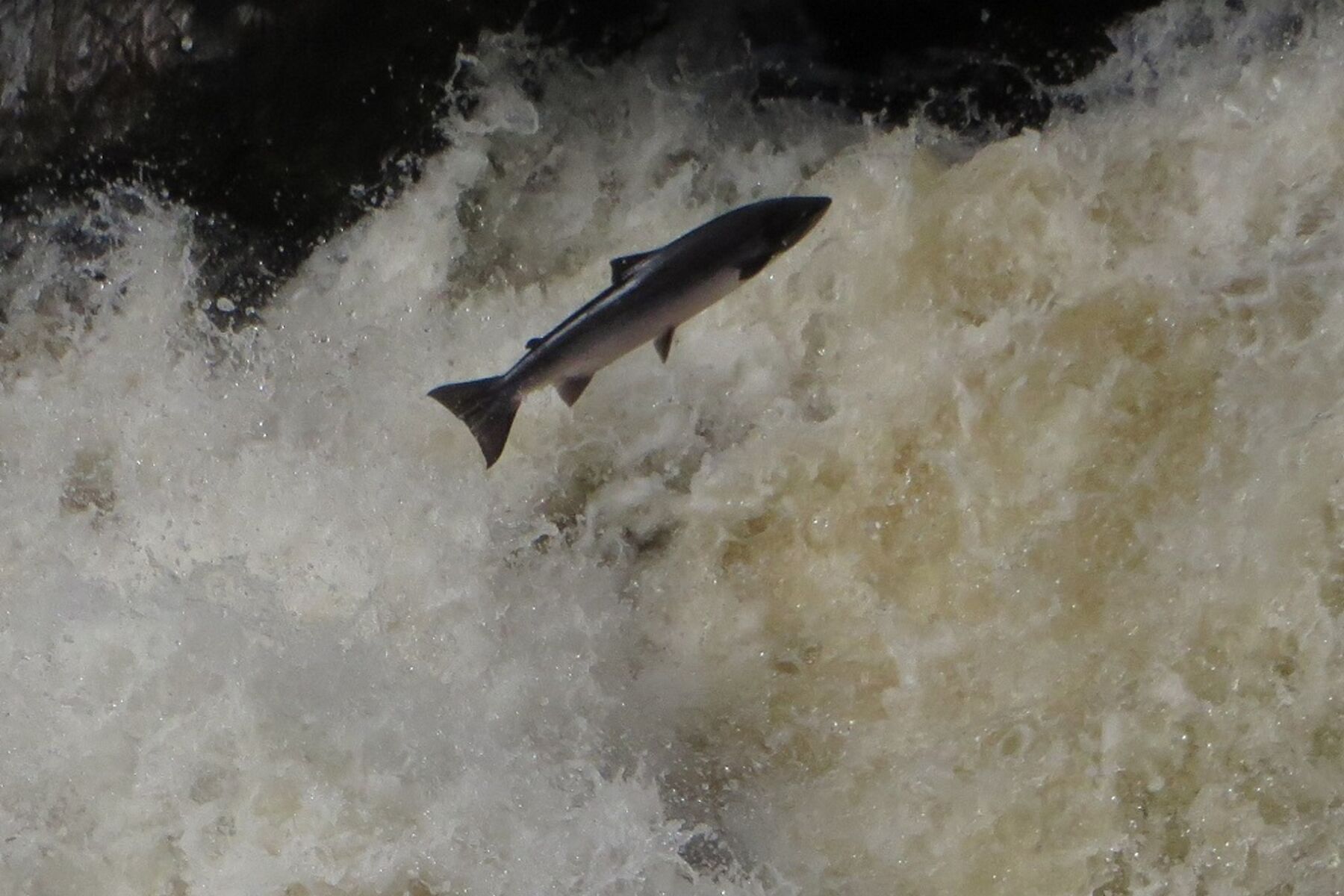 Rosehall image: salmon leaping against powerful white water