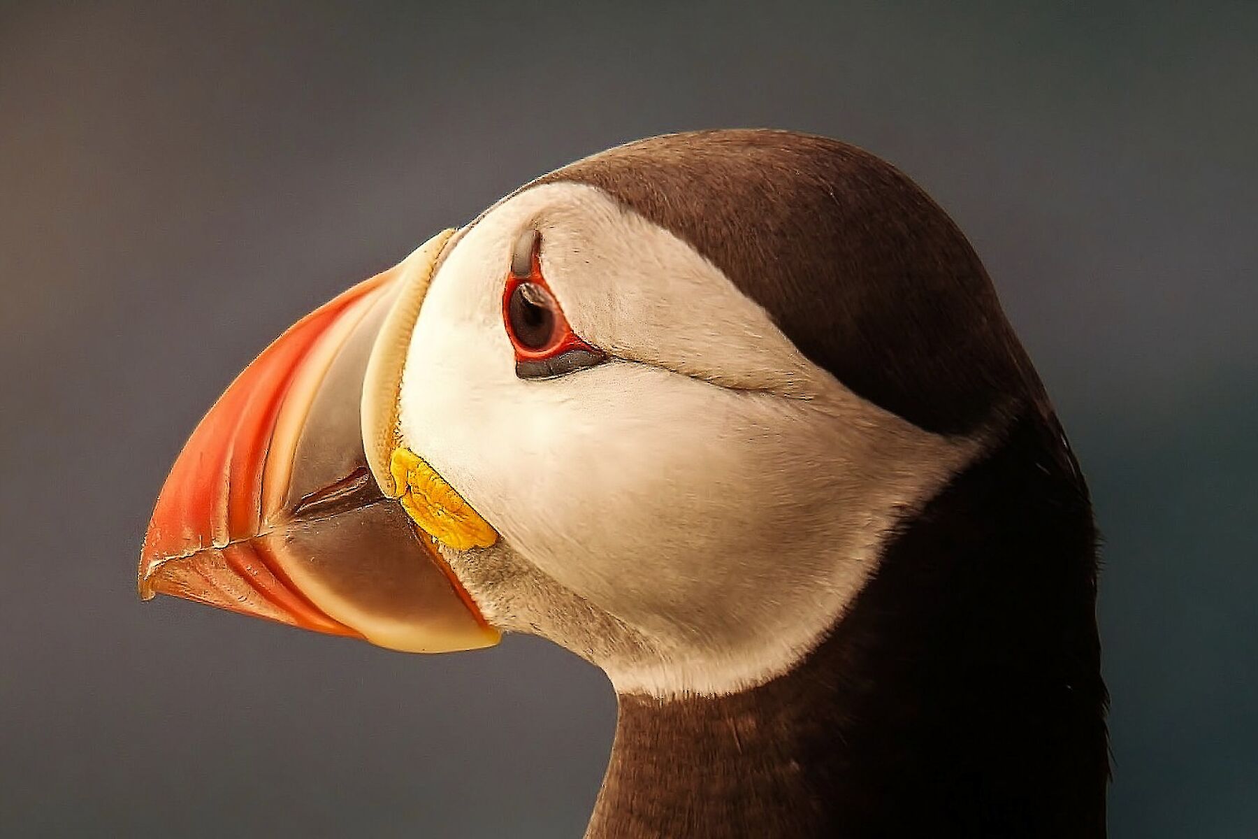 Puffin at Handa Island