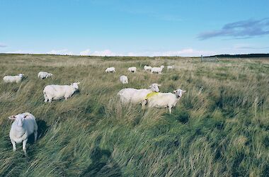 Hargreaves Sheep Dairy