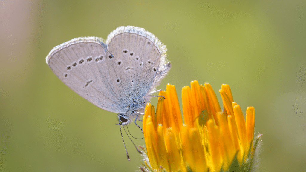 A Cupido Minimus on a yellow flower, Britain's smallest butterfly