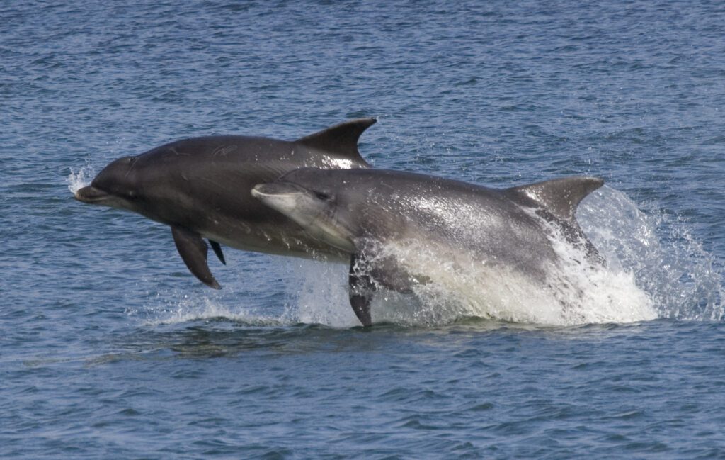 2 dolphins jumping out of the water from the North Highland coastline.