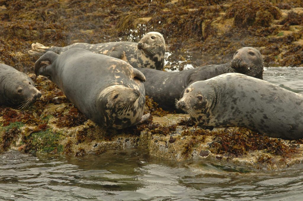 5 seals relaxing on the rocks on a North Highland Beach, as part of the ocean's wildlife.