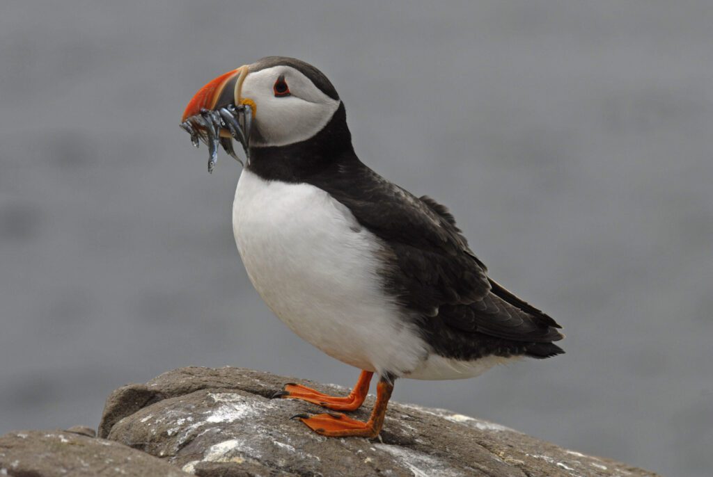 Puffin hunting wildlife, with lots of littler fish in its mouth in the North Highlands.