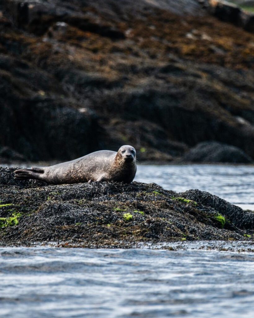 A seal at the beach lying on a rock in the North Highlands.