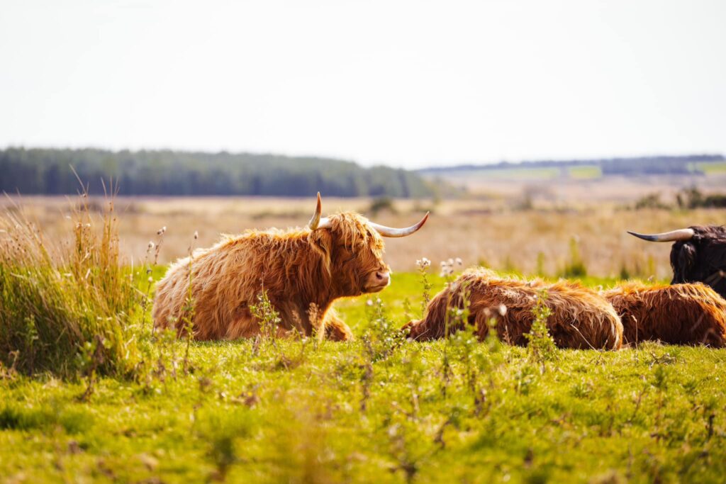 Highland Cows lying in the sunshine surrounded by thistles in Caithness and Sutherland.
