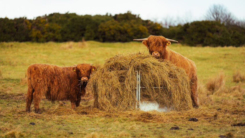 Two Highland Cows eating hay from a haybale in a field, both looking at the camera