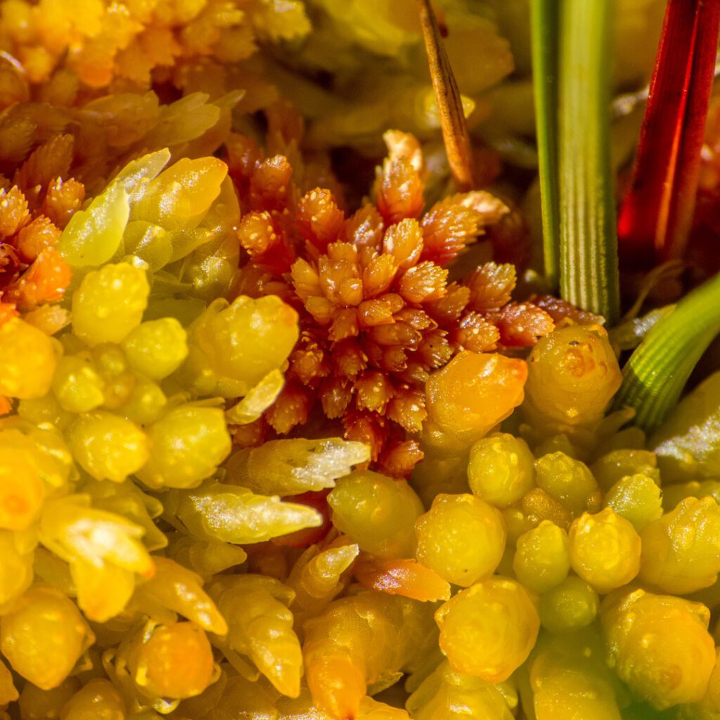 Deep peat, Sphagnum papillosum, Moors, Bog, Flow Country, UNESCO World Heritage Site, Flow Country, Sutherland, Caithness, North Highlands, Venture North, Scotland
