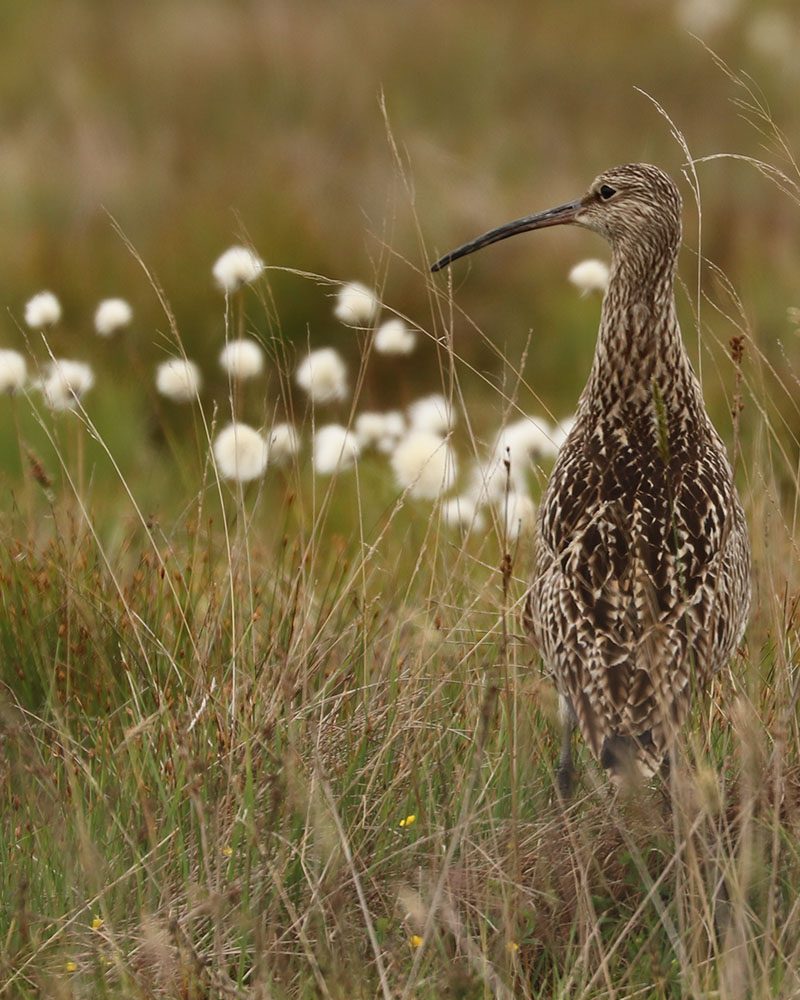 Flow Country, UNESCO World Heritage Site, Flow Country, Sutherland, Caithness, North Highlands, Venture North, Scotland
