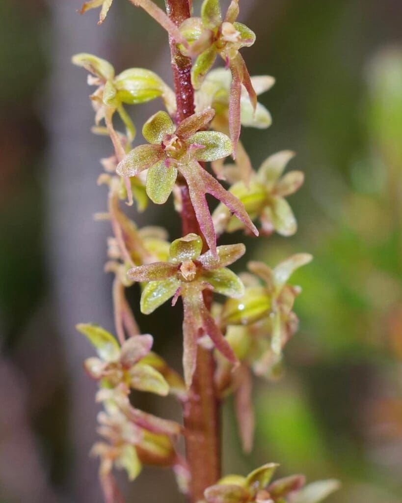 A close up of a Lesser Twayblade Orchid, a plan with green sprouts all over the stalk. nature and outdoors in the North Highlands