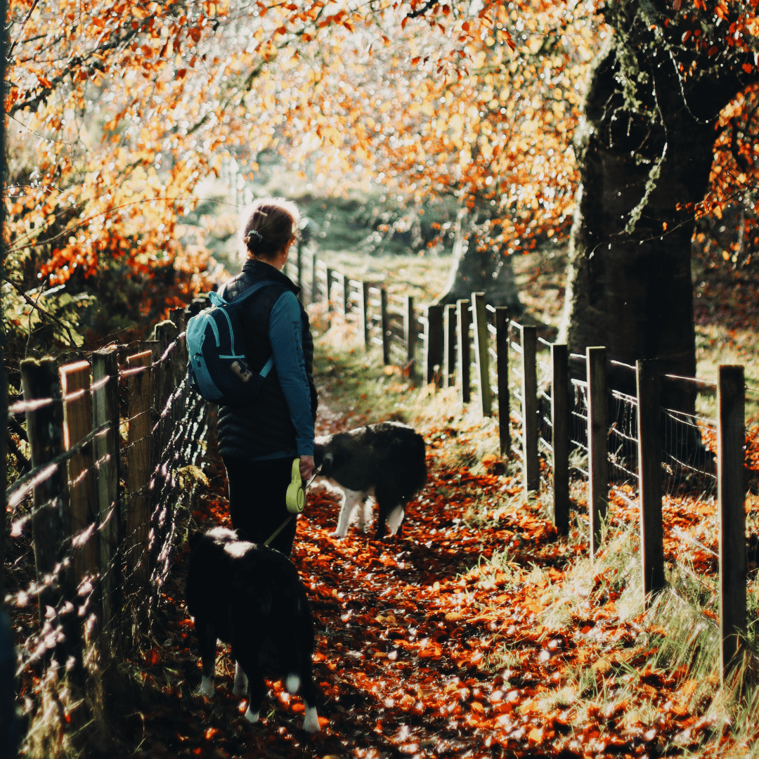 Dog walking among a path strewn with Autumn leaves at Carbisdale Forest, Central Sutherland, North Highlands