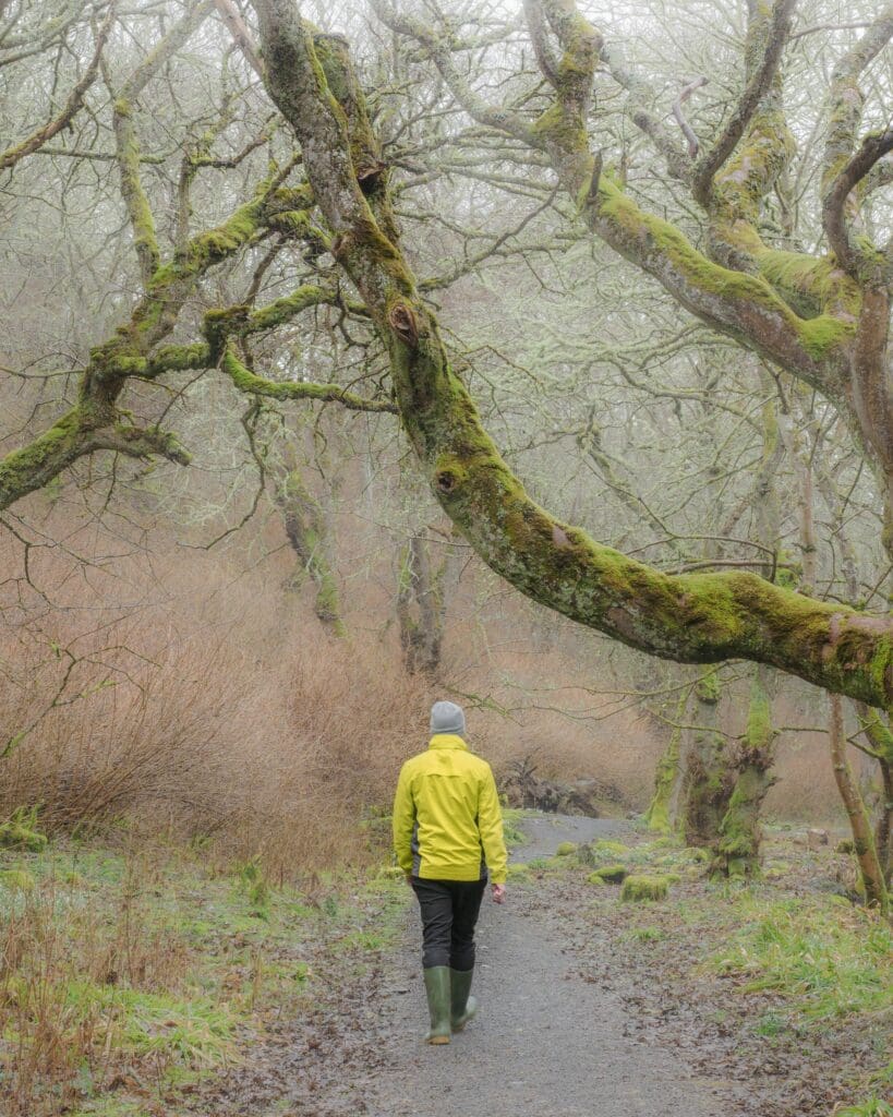 A person walks through a forest, a large treee branch reaches over the path. nature and outdoors in the North Highlands