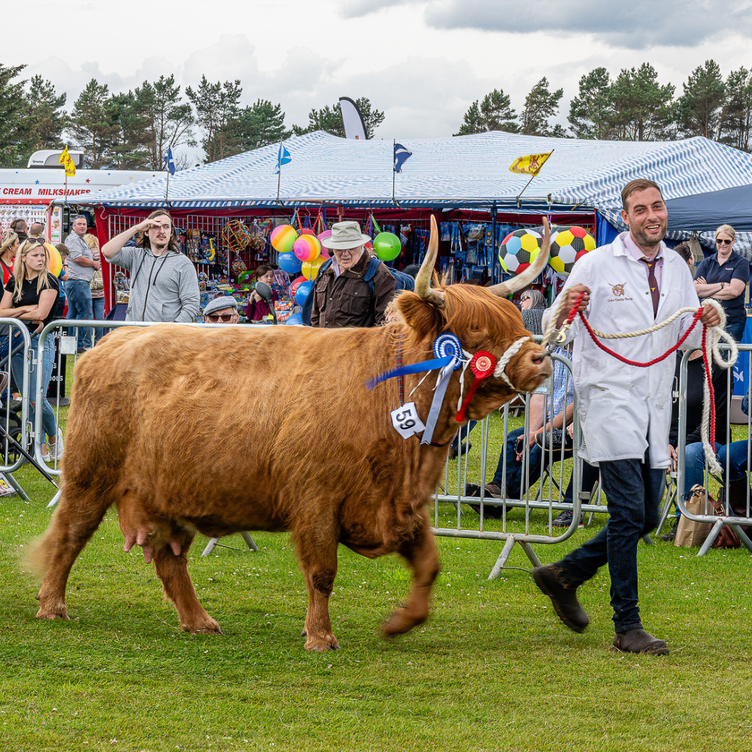 Award winning Highland Cow being shown at Sutherland Agricultural Show, Dornoch, North Highlands