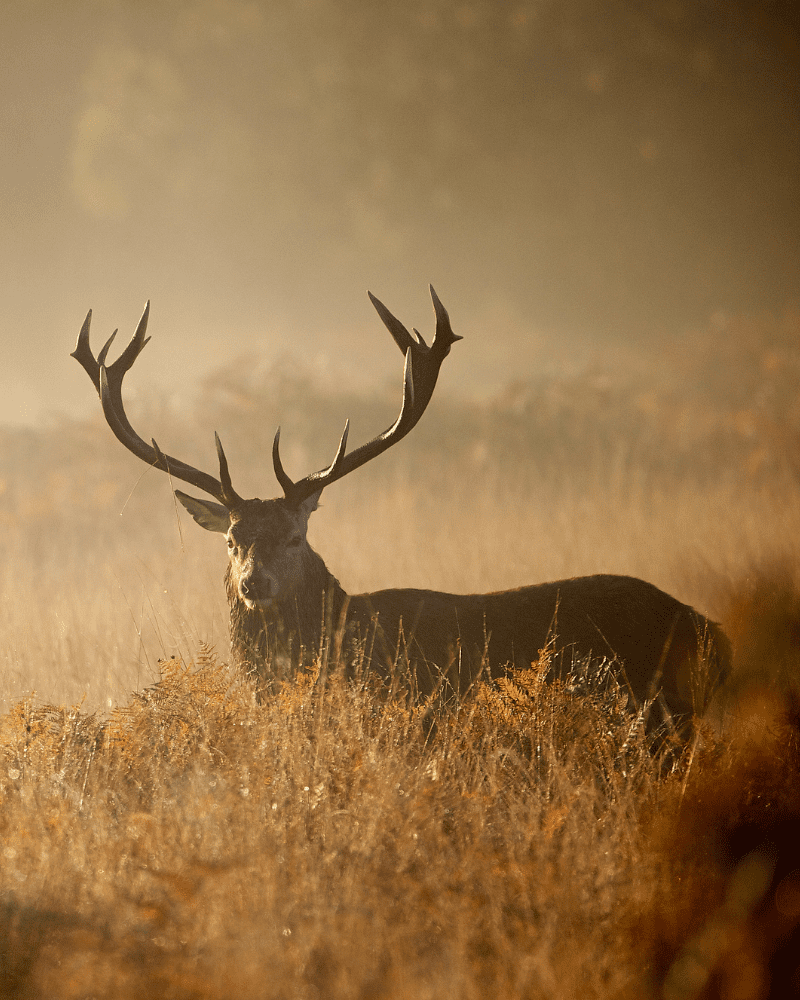 A dear stands in Long grass looking at the camera. In Scotland. Activities and sport in the North Highlands