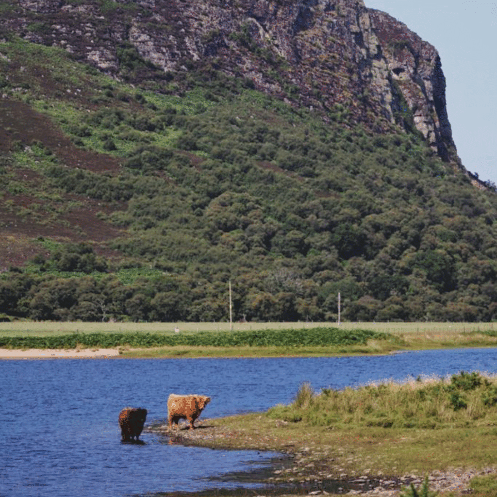 Highland cows enjoying the cool waters of Loch Brora, in Sutherland Scotland.