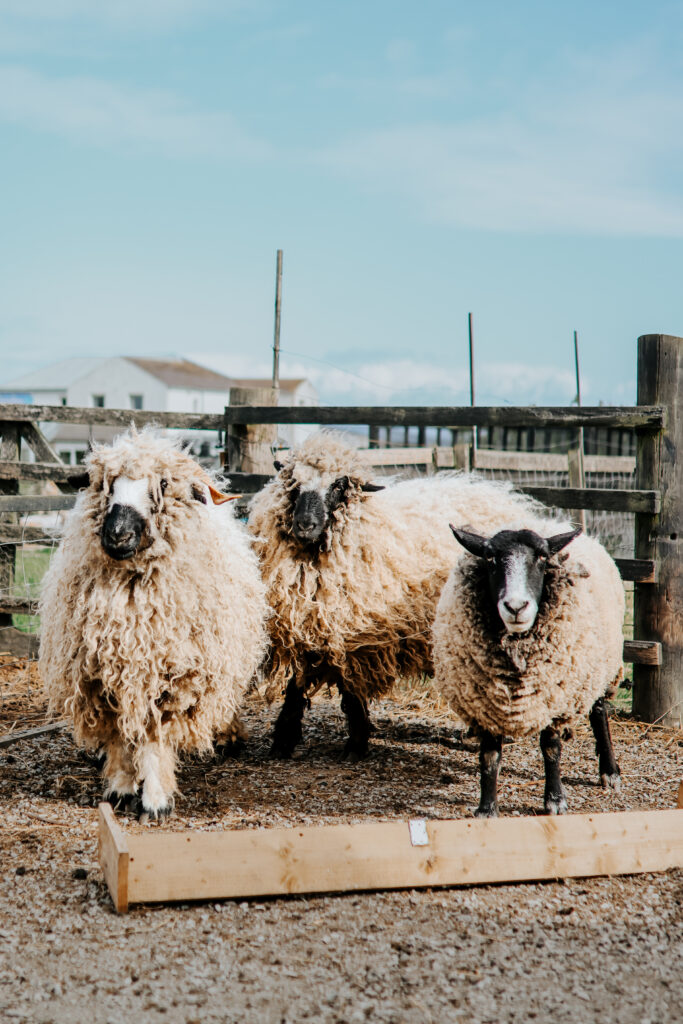 Sheep at Puffin Croft Visitor Centre at John O'Groats, North Highlands.