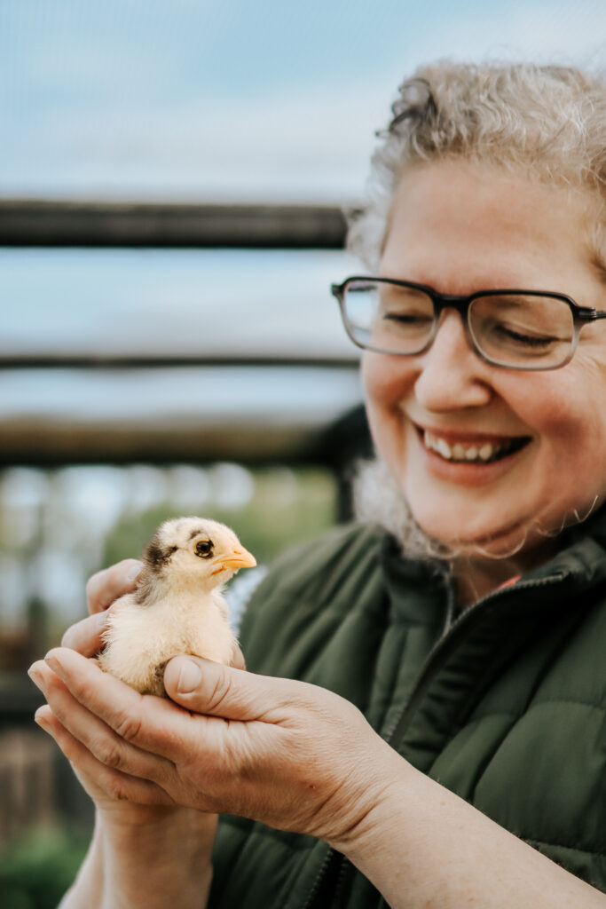 Baby chick at Puffin Croft Visitor attraction at John O'Groats, North Highlands.