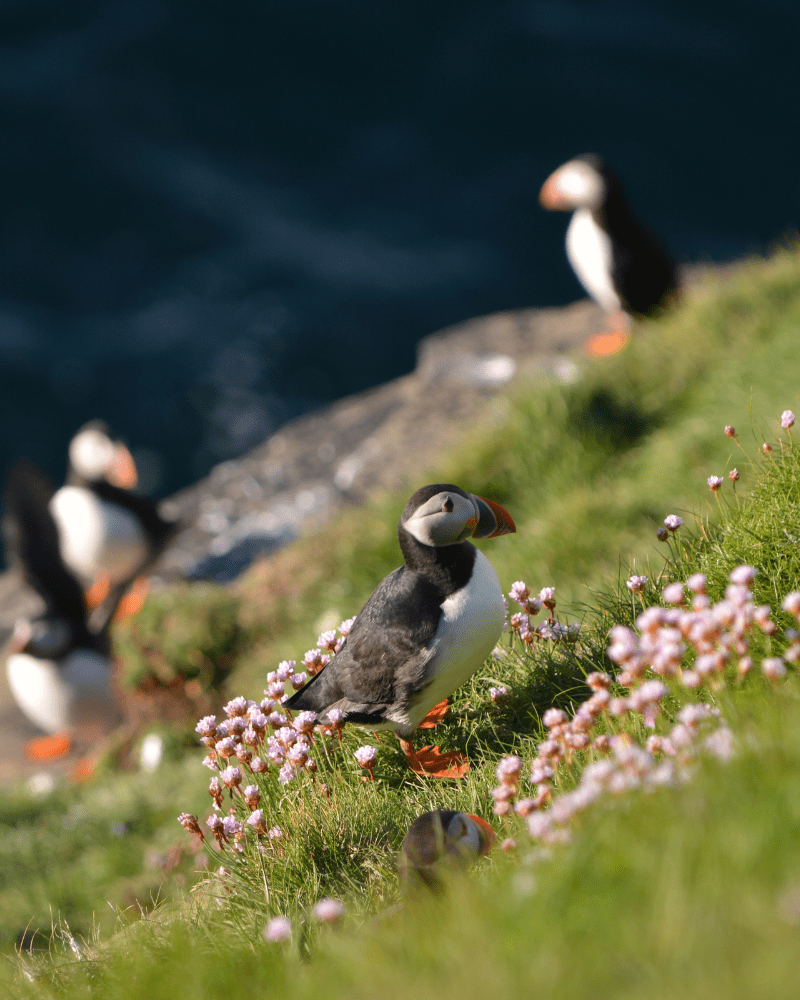 Puffins gathered on a grassy out cropping in the North Highlands.