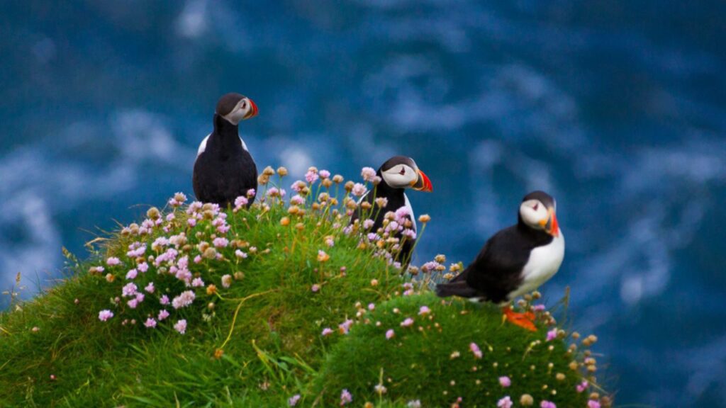 Three puffins on a green outcropping on a cliff.