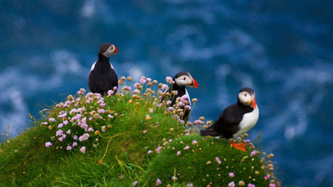 Three puffins on a green outcropping on a cliff.