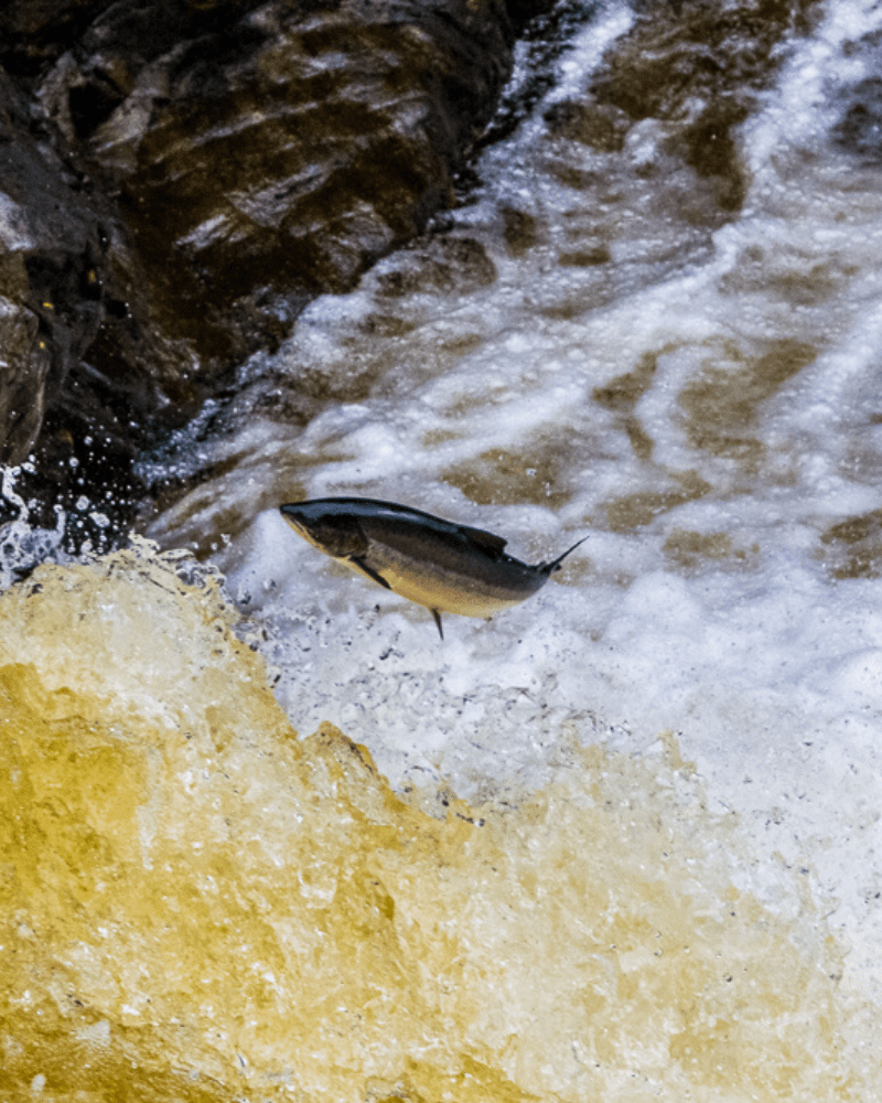A salmon leaping out of the water at Falls of Shin, in Sutherland, Scotland