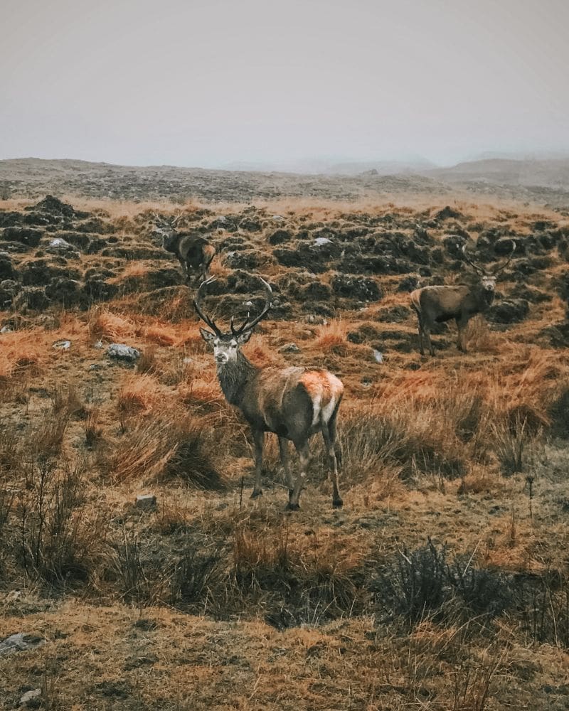 A stag in a field looking at the camera in the North Highlands, Scotland.