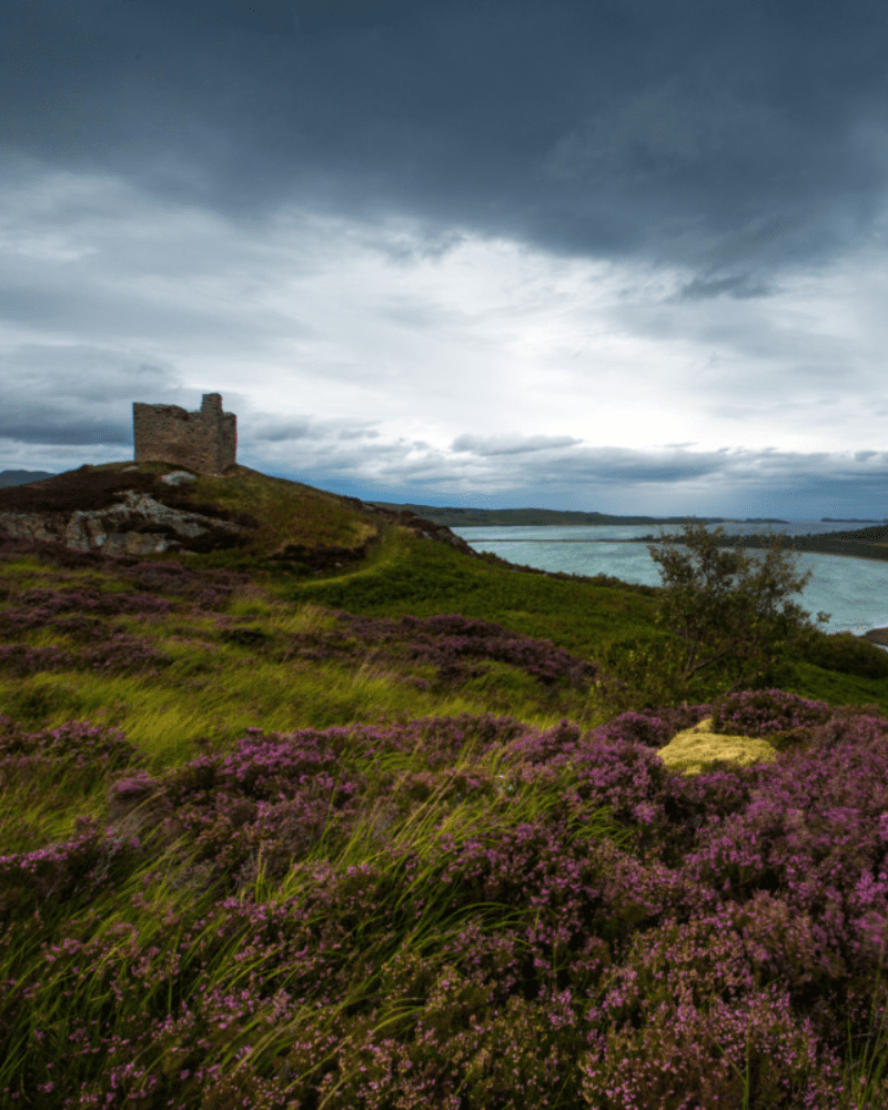 A scenic shot of Varrich Castle among fields of heather, Sutherland, North Highlands