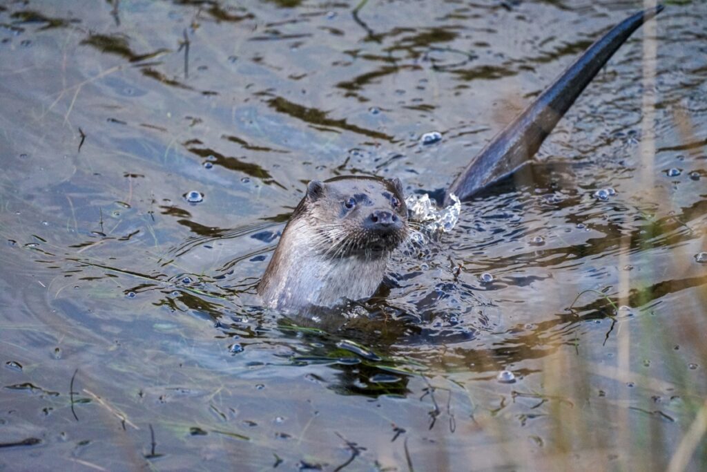 Otter swimming in a Highland river during winter in Caithness and Sutherland, showcasing Highland Wildlife
