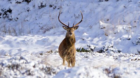 Red deer stag in snowy North Highlands landscape, Sutherland, Scotland.
