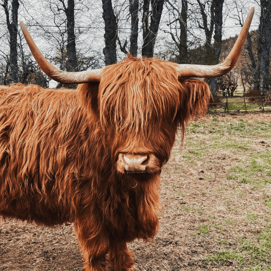 A Highland cow in a field, at Balblair Estate, Sutherland, Scotland.
