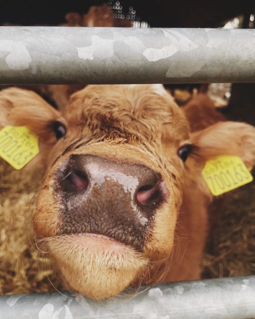 Calf on Highland Agritourism Experience