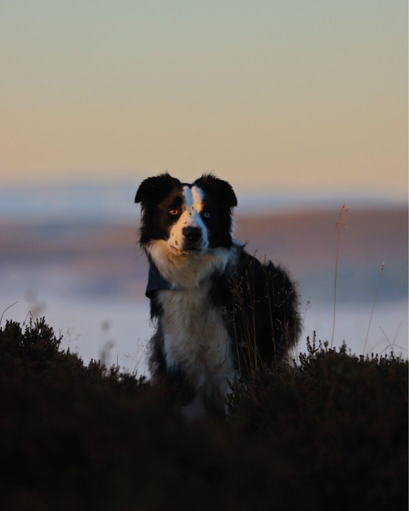 Dog on HIghland Hill in Winter