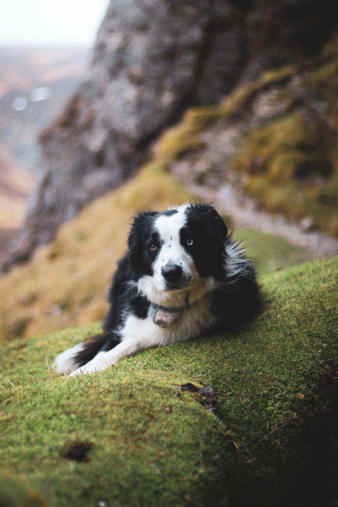 Dog sitting at Inchnadamph Bone Caves, North West Sutherland