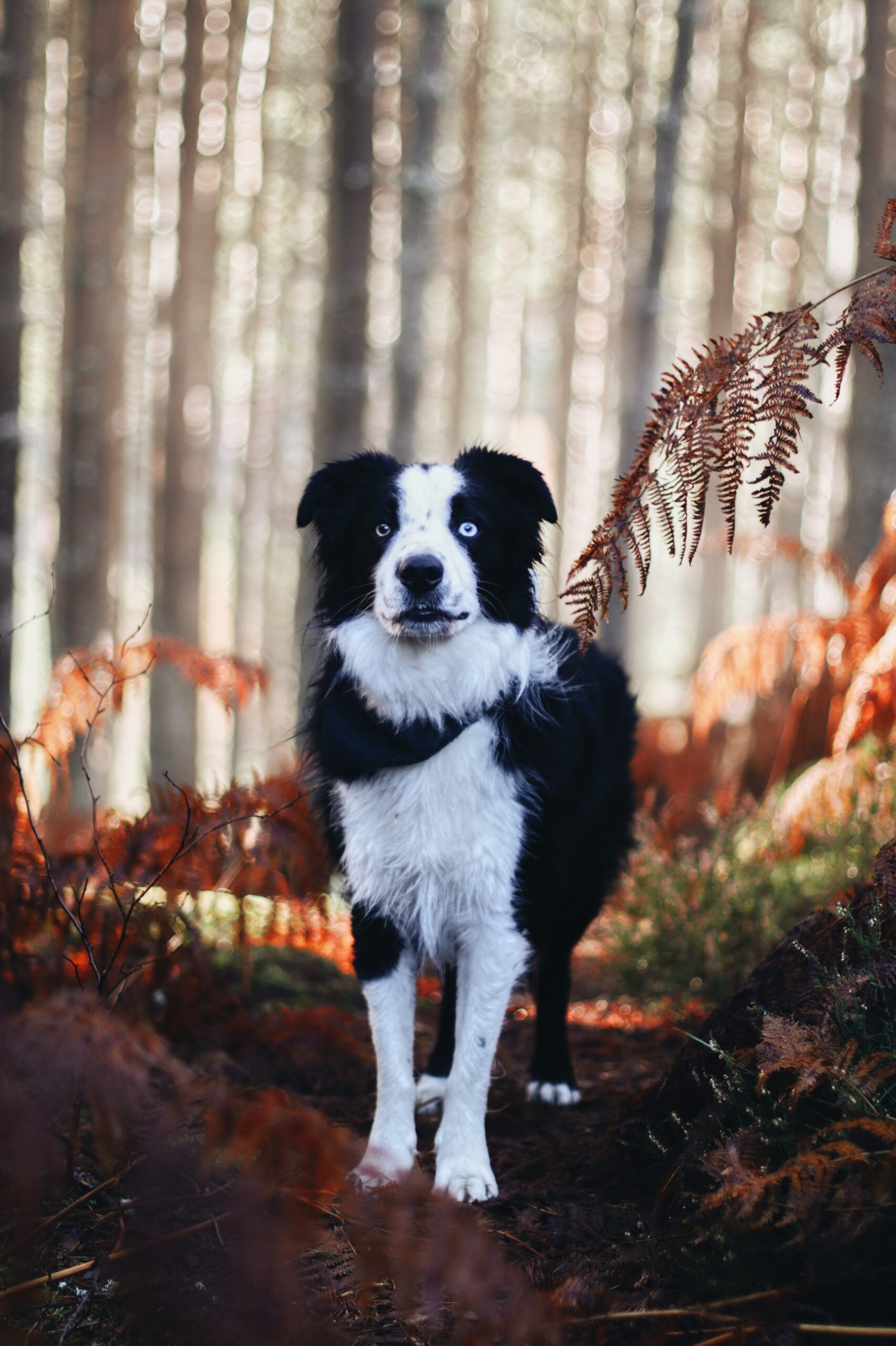Dog Friendly Walks at Carbisdale, Sutherland