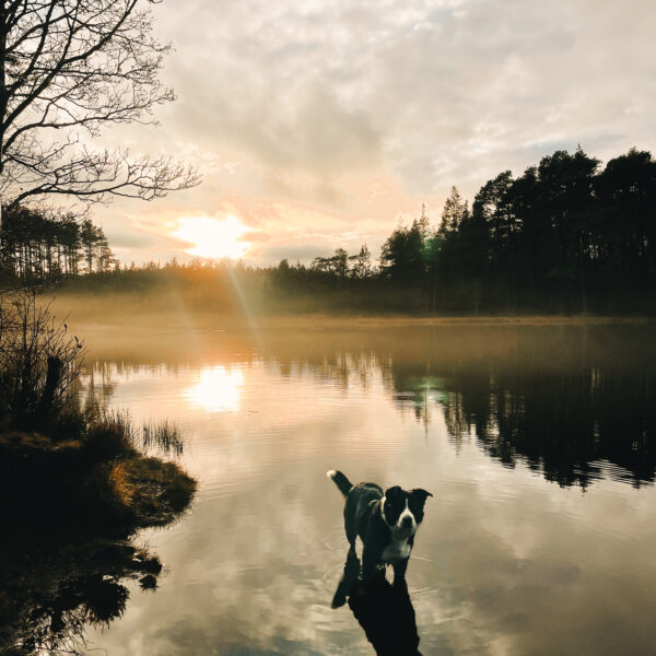 Dog Friendly Walks at Carbisdale, Sutherland